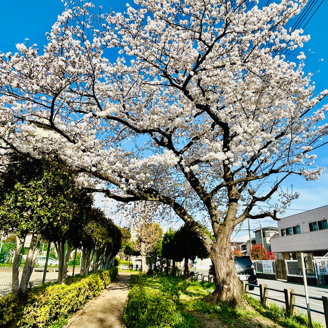 Japan sakura 2024