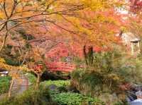熱海梅園の紅葉