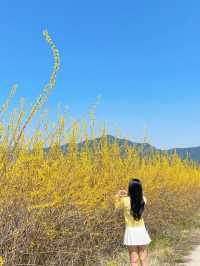 🌼지금 당장 가야하는 하동 개나리 뚝방길🌼
