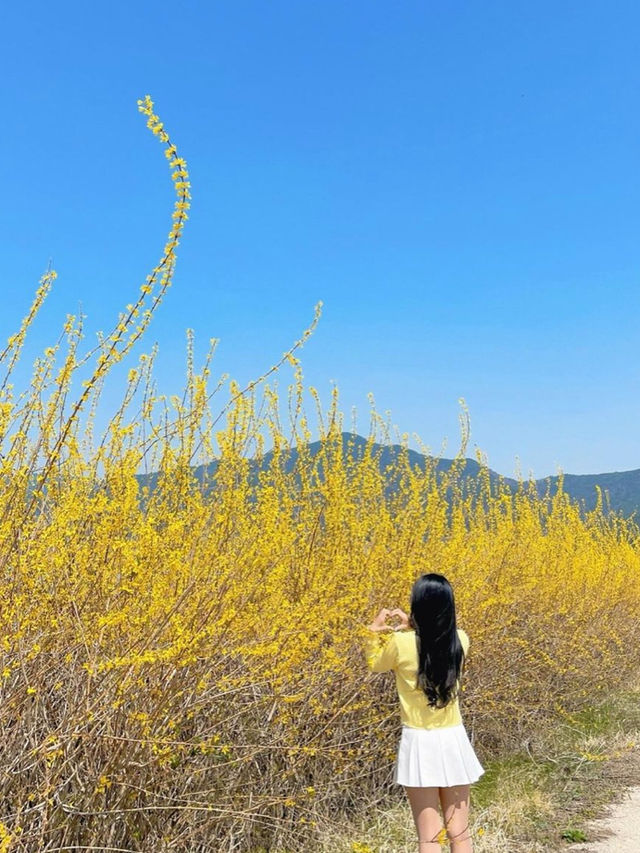 🌼지금 당장 가야하는 하동 개나리 뚝방길🌼