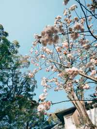 🇯🇵日本福岡景點⛩️ 寶滿宮 竈門神社🌸