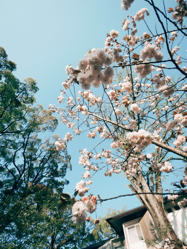 🇯🇵日本福岡景點⛩️ 寶滿宮 竈門神社🌸