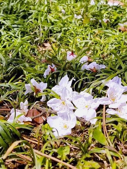 宮城縣松音寺櫻花