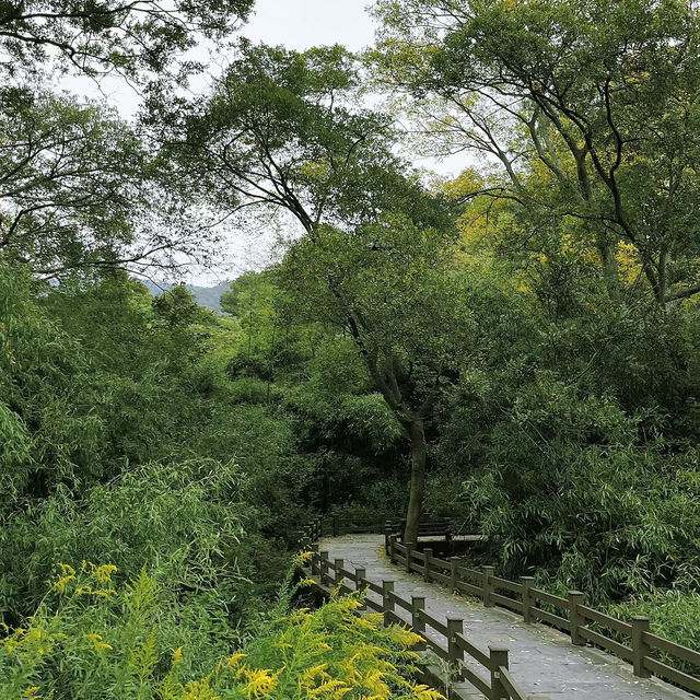 見晴懷古步道：驚艷自然景緻，遊客喜愛的高山步道