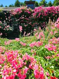 【大分/天国の花畑】天空に見たこともない美しい場所があった！！