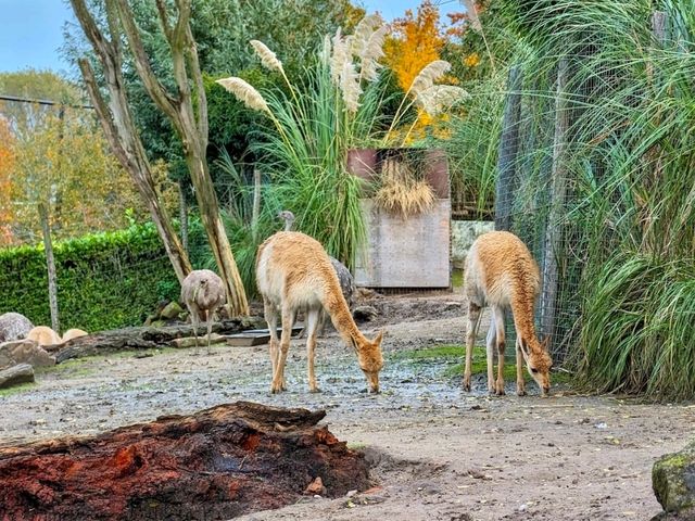 Rotterdam Zoo