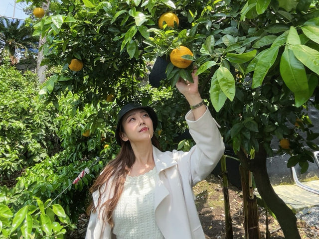 南韓濟州島 Cafe Tangerine Flower Attic 귤꽃다락 Cafe gyulkkot darak