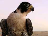 Dubai Desert Conservation Reserve