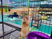 Pavilion Petting Zoo