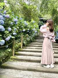 【鎌倉】1度は行きたい！紫陽花の名所