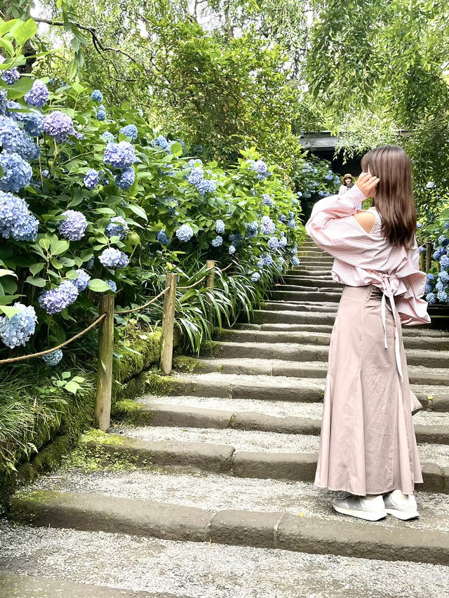 【鎌倉】1度は行きたい！紫陽花の名所