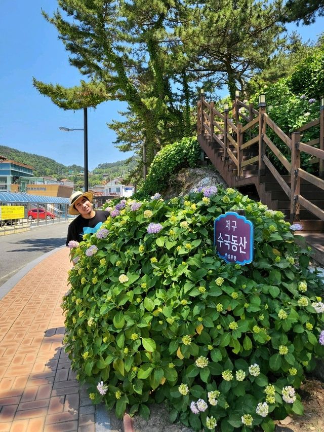 거제도 수국명소 저구항
