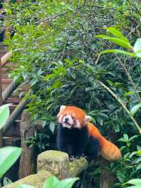 🇨🇳Say Hi to the playful Red Pandas at Panda Valley😍😍