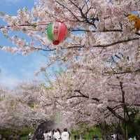福岡 西公園櫻花之旅
