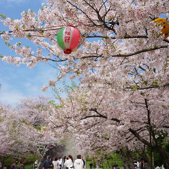 福岡 西公園櫻花之旅