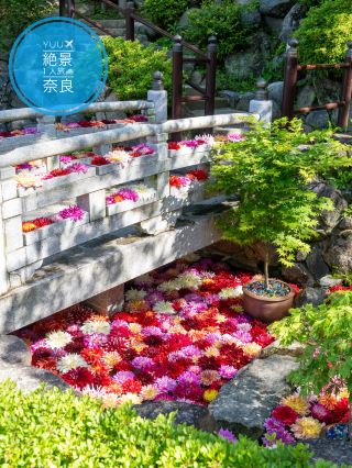 黃金週限定『華之池2024』輕鬆避開人潮，奈良縣充滿了許多絕美景點🩵