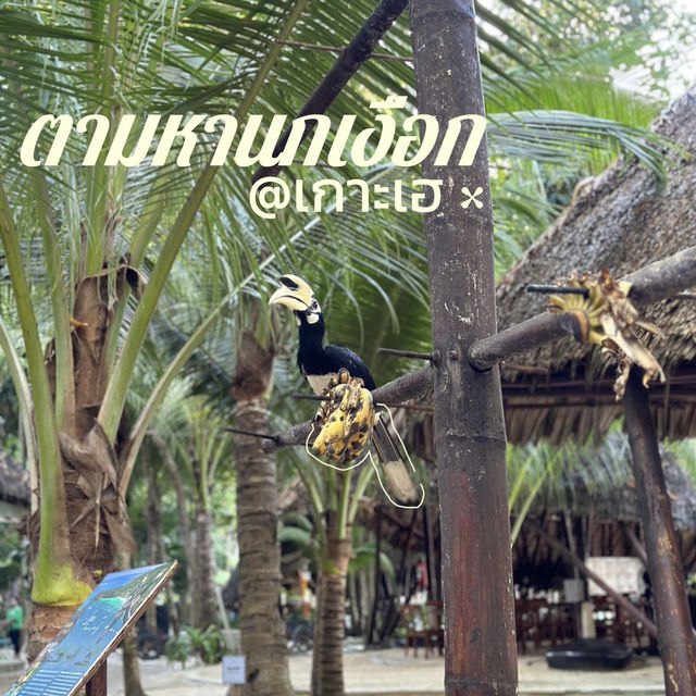 ตามหานกเงือกที่เกาะเฮ 🏝️