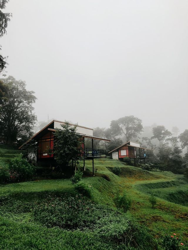 ฤดูฝน สันป่าเกี๊ยะ เชียงดาว 🌨️