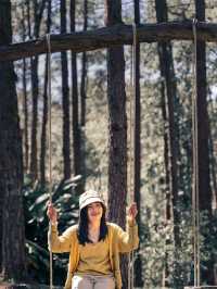 สวนป่าดอยบ่อหลวง อ.ฮอด Chiangmai