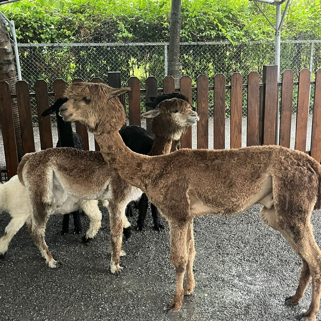 台北台中宜蘭五日之旅