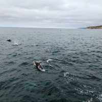 Discovering Kaikoura: A Coastal Gem