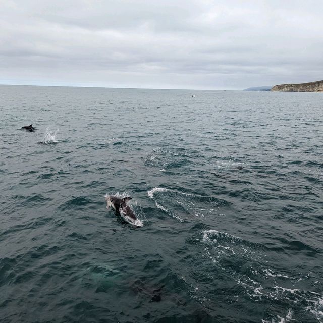 Discovering Kaikoura: A Coastal Gem