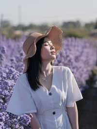 I Love Flower Farm สวนดอกไม้เชียงใหม่