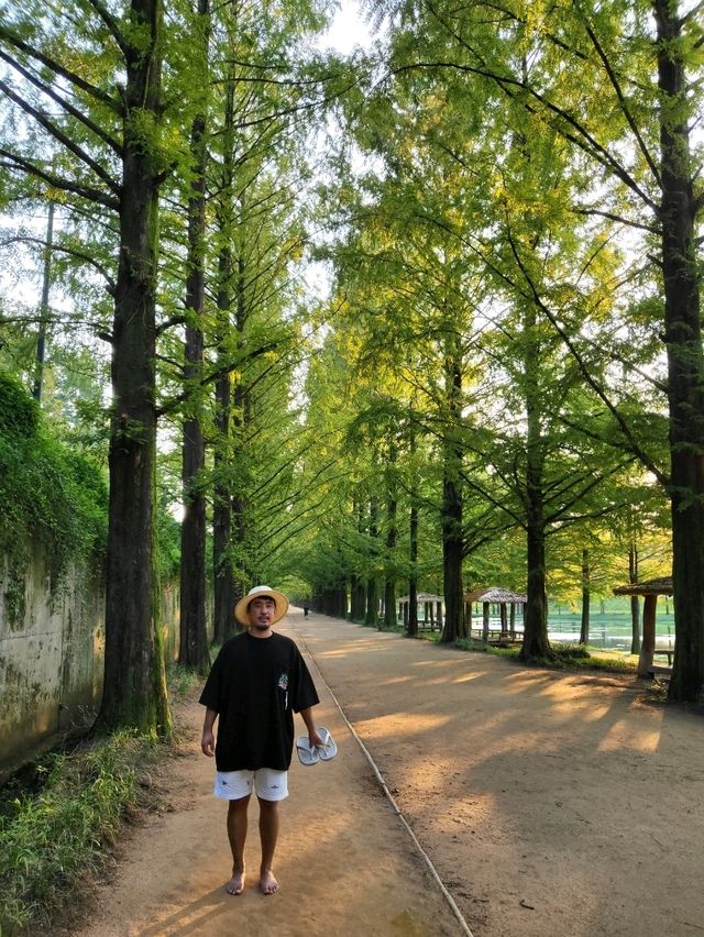 가을오기전 초록뷰도 멋진 담양 메타세콰이어길