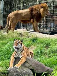 九州自然動物公園-坐可愛「叢林巴士」，與野生猛獸零距離接觸