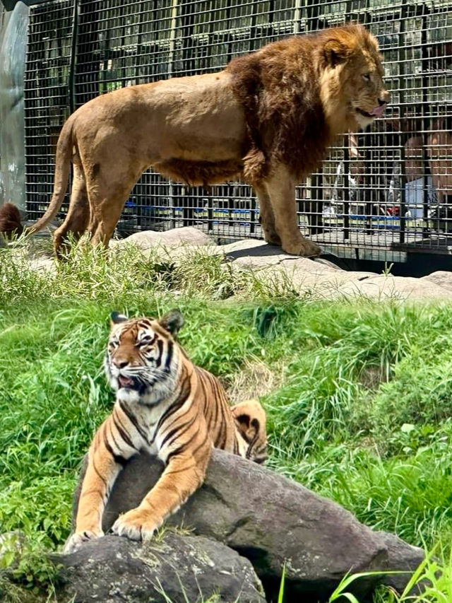 九州自然動物公園-坐可愛「叢林巴士」，與野生猛獸零距離接觸