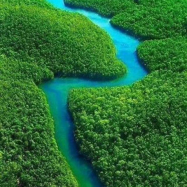 Amazon Rainforest: An Epic Adventure into the Heart of the Earth’s Green Lungs