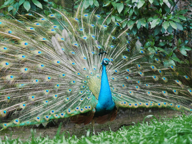 《動物園》【上海動物園】環境優美,攝影愛好者必去! 《動物園》【上海動物園】環境優美,攝影愛好者必去!