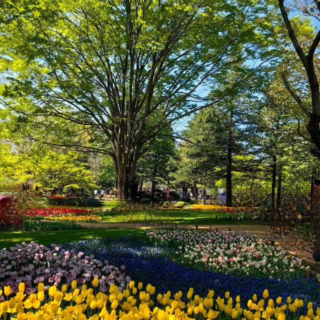 英彥山花園：鬱金香花海，充滿生機