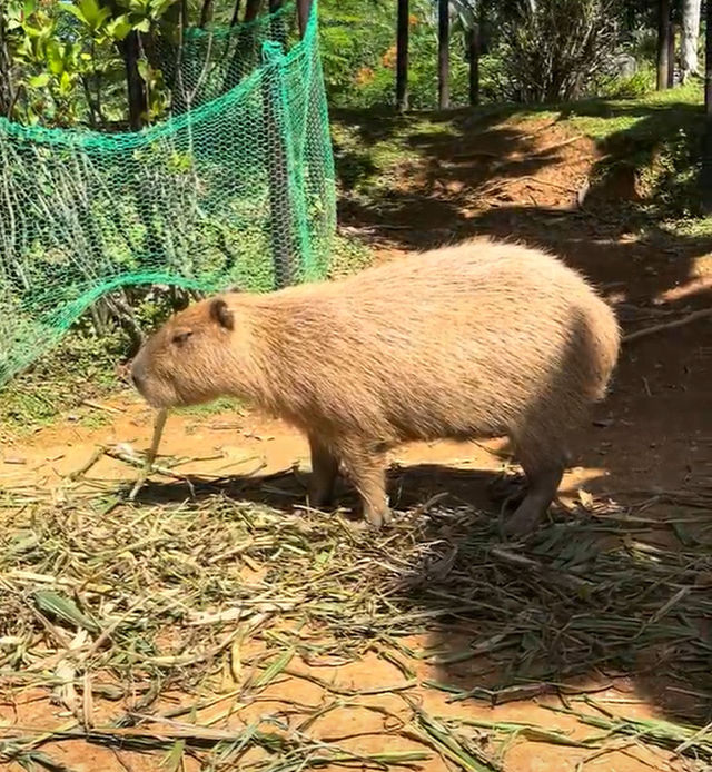 沖縄・東南植物楽園