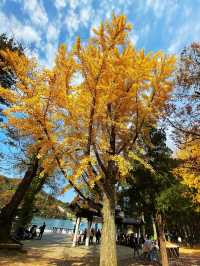 🍂 Colourful Nami Island