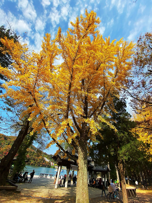 🍂 Colourful Nami Island