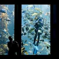 Monterey bay aquarium 