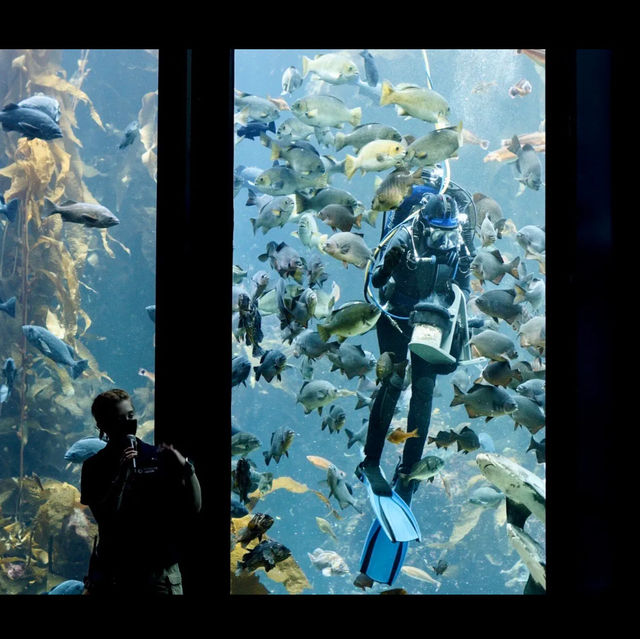 Monterey bay aquarium 
