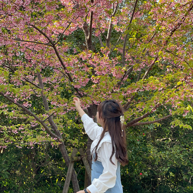 福岡｜能古島賞花遊🌼