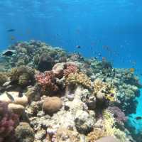 エジプト　フルガダ🇪🇬紅海でシュノーケリング