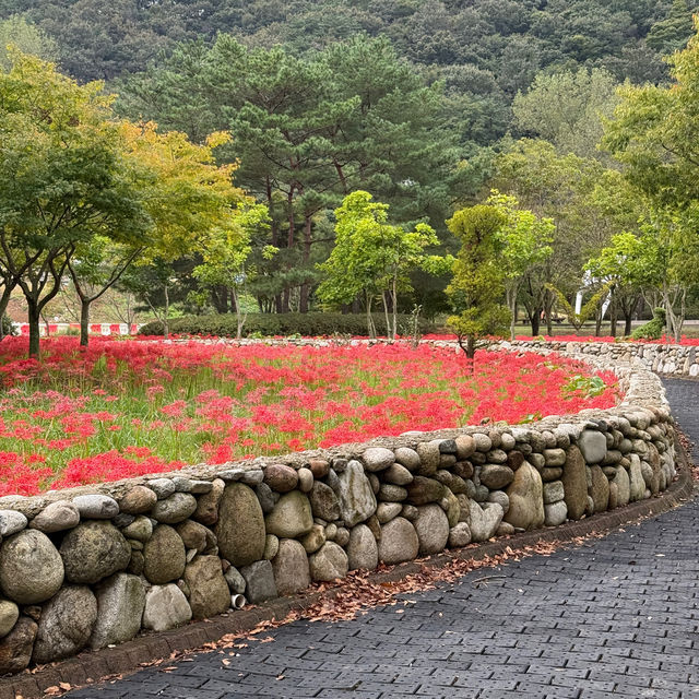 [영광] 불갑사 상사화 꽃 구경하러 가요❣️