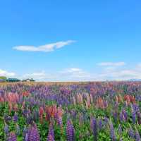 【フラワーランドかみふらの:北海道上富良野町】カラフルなお花が見れるフラワーランドかみふらの🌷