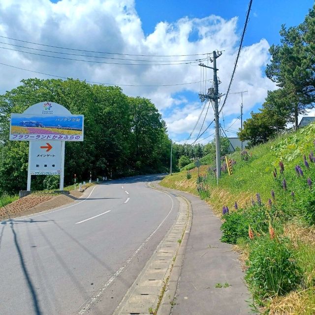 【フラワーランドかみふらの:北海道上富良野町】カラフルなお花が見れるフラワーランドかみふらの🌷