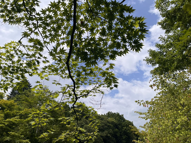 自然に触れてリフレッシュ 雲場池@軽井沢🌳