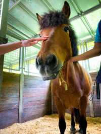 【岐阜】初心者でも◎ 大自然で乗馬体験しよう🐎