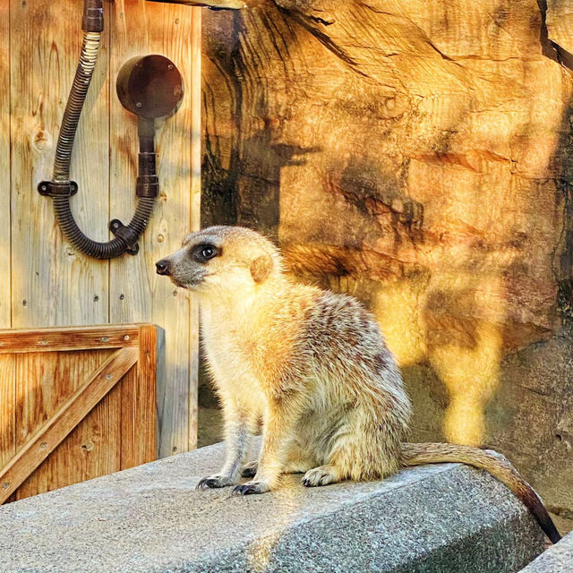 馬六甲動物園：野生動物的奇妙🦉🐾