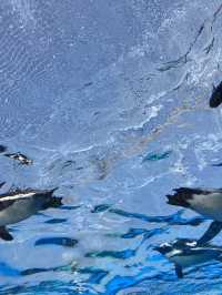 【池袋】屋上にある天空水族館🐟