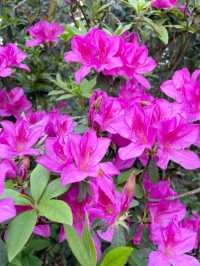 「嘉道理農場植物園春季賞杜鵑花，與大自然親密接觸」