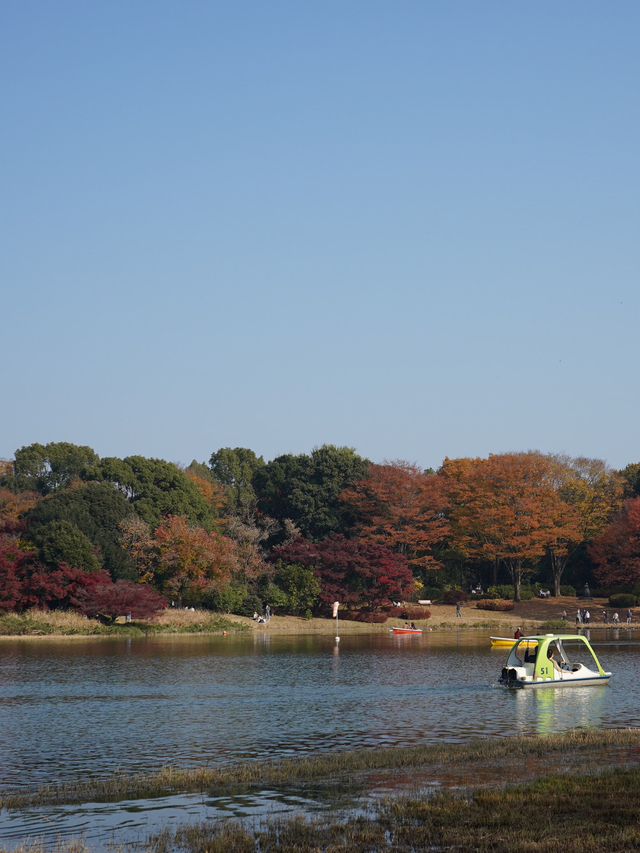 東京｜都心からアクセスしやすい紅葉スポット🍁
