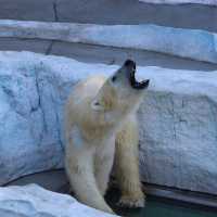 動物園系列（一）～上野動物園